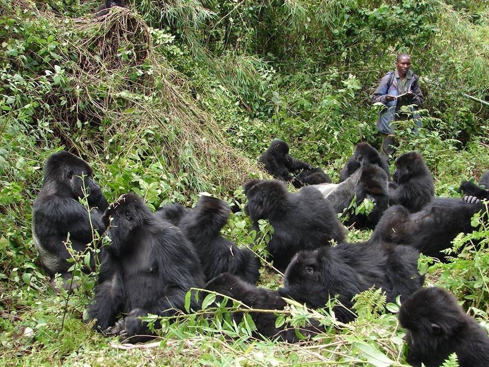 Gorilla Trekking Experience