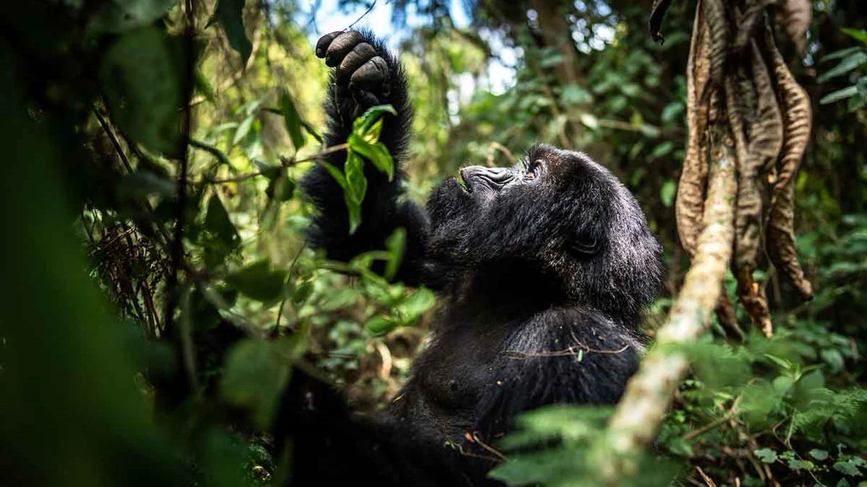 Budget Chimp Trekking + Gorilla Combo
