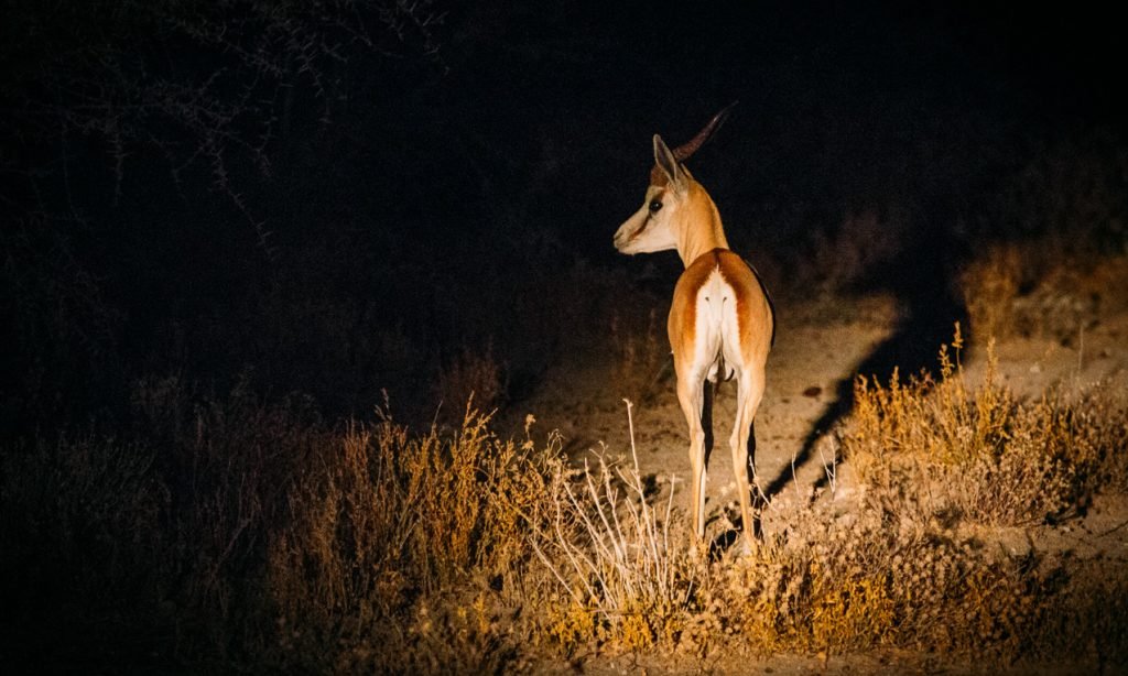 Nigth game drive