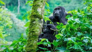 Gorilla treking in Uganda