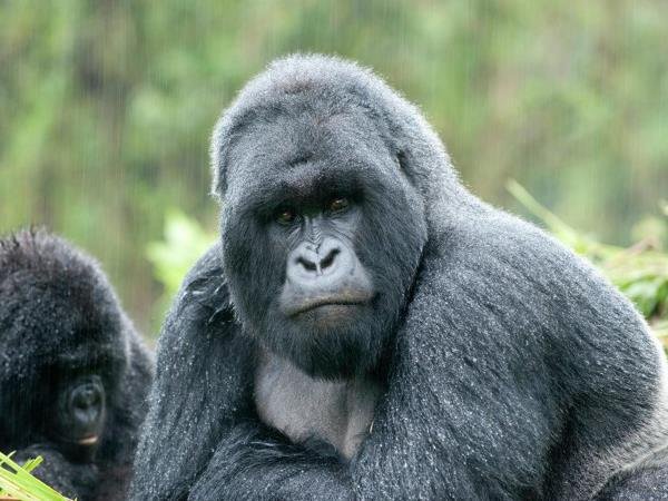 gorilla trekking in Rwanda