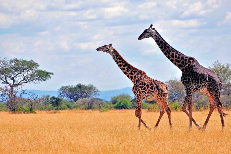 wildlife in akagera National park