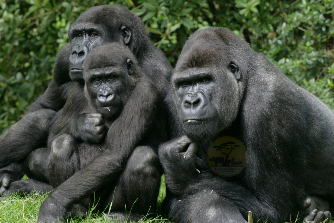 Chimpanzee Tracking in Queen Elizabeth National Park
