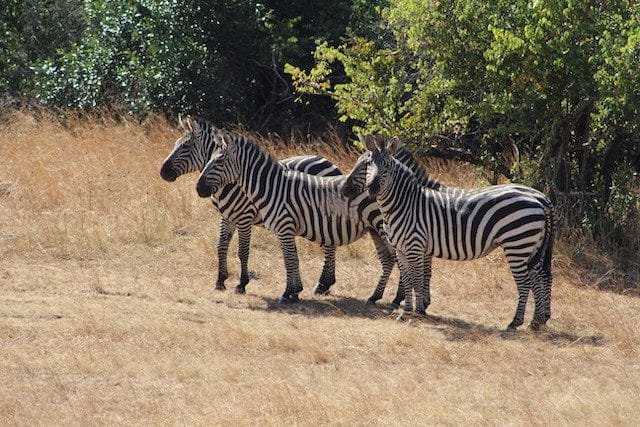 Budget Honeymoon Safari Rwanda