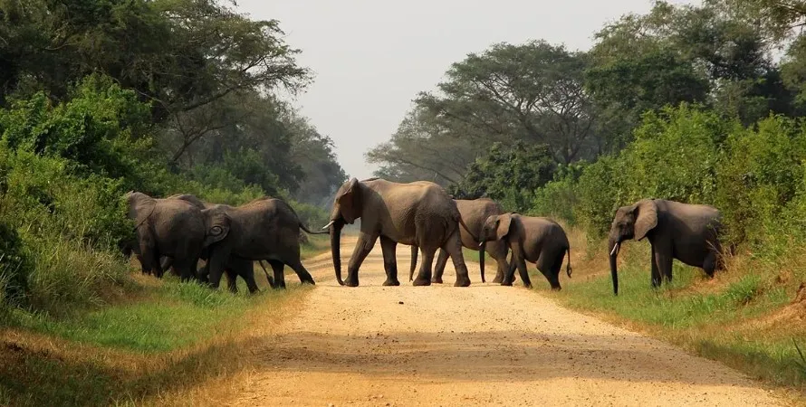 Wildlife Safaris