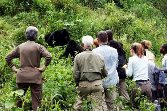 Months for Gorilla Trekking in Rwanda