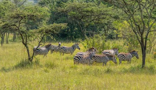 7-Day Uganda Adventure Safari: Gorillas, Wildlife & Cultural Experience — Uganda Rwanda safari package