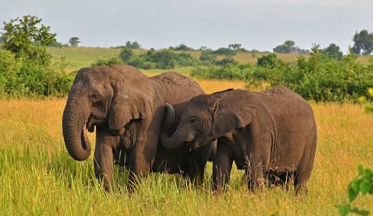 12 days :Rhinos, Big Game, and Primates safari — Uganda Rwanda safari package