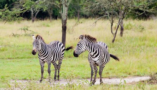 14 Days Uganda Midrange Safari – Gorilla, Chimpanzee & Wildlife Experience — Uganda Rwanda safari package