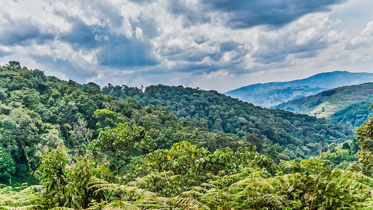 3-Day Bwindi Gorilla Trekking Safari with Lake Bunyonyi Retreat — Uganda Rwanda safari package