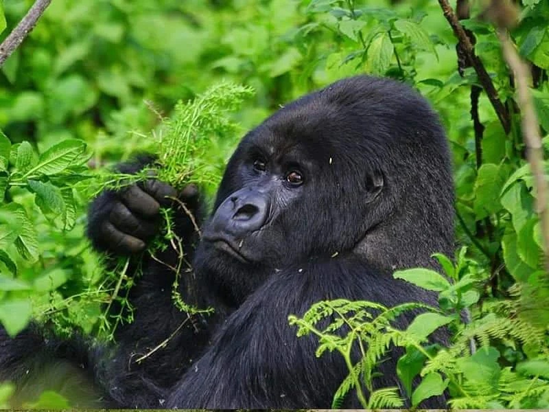 15-Day "Primate & Pearl" Mid-Range Discovery — Uganda Rwanda safari package